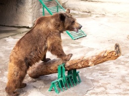 В Ташкентском зоопарке мать сбросила дочь в вольер к бурому медведю
