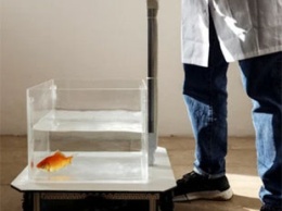 Ученые в Израиле научили золотую рыбку водить аквариум на колесах