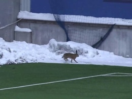 На тренировку минского Динамо прибежал заяц