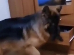 «Добби свободен»: пес украл носок и рассмешил зрителей