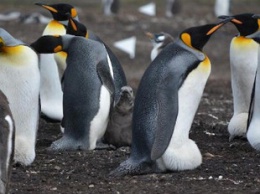 Забавное видео: украинские полярники засняли пингвинов