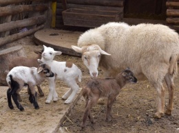 В Одесском зоопарке появились на свет детеныши овец и коз. Фото