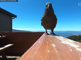 Сам себе режиссер: в Новой Зеландии попугай украл у путешественников камеру GoPro и наснимал редкие кадры (ВИДЕО)