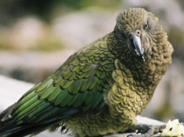 В Новой Зеландии попугай-клептоман украл GoPro и заснял свой побег