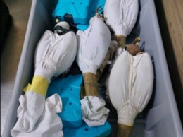 Киевские таможенники предотвратили незаконный вывоз живых соколов в Катар (фото, видео)