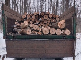 В Харьковской области разоблачили незаконную рубку деревьев