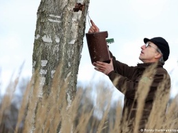 Все из-за потепления. В Германии в борьбе с дубовым шелкопрядом ставку делают на синиц (ФОТО)