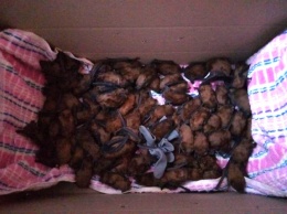 Семьсот спасенных летучих мышей перезимуют в холодильнике