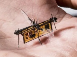 В Британии создали летающих роботов размером с насекомое: где их будут использовать