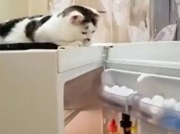 «Не закрывай!»: кошка взяла на себя функцию сигнализации для холодильника