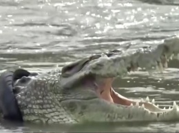 Шину с шеи крокодила сняли после шести лет неудачных попыток (ВИДЕО)