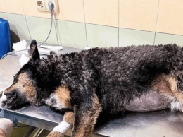 Вторая из отравленных вчера в Гидропарке собак умерла