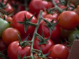В Крыму с начала года собрали более 800 тонн томатов