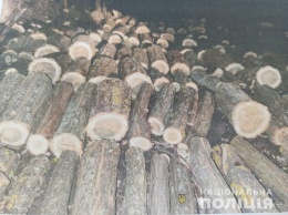 За незаконную вырубку деревьев арестовали имущество подозреваемых в Березовском и Измаильском районах