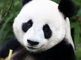Стеснительная панда покорила YouTube
