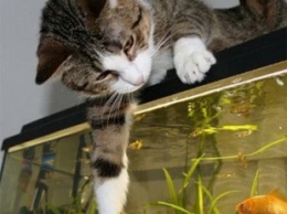 Сеть поразил кот, который подружился с аквариумными рыбками