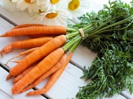 В чем польза и опасность моркови