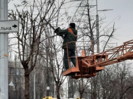 В Шевченковском районе столицы коммунальщики начали работы по кронированию и удалению аварийных деревьев (фото)