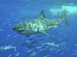 В австралийском Сиднее акула впервые за 60 лет убила человека