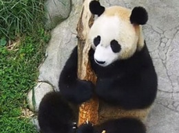 Сеть насмешила панда, решившая заняться «музицированием»