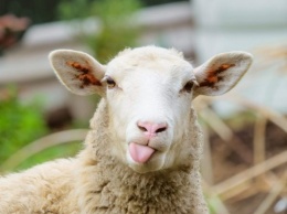 Президент Узбекистана поручил раздать населению 350 тысяч овец и коз