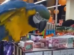 Попугай устроил погром в харьковском супермаркете после побега из зоопарка (ФОТО, ВИДЕО)