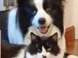 Сеть покорили собака и кот, которые выглядят словно близнецы