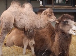 В Харьковском зоопарке выбрали имя верблюжонку