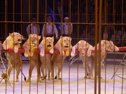 В Украине хотят запретить эксплуатацию животных в цирках и контактных зоопарках
