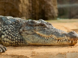 В Запорожье продают свежемороженого крокодила