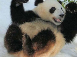 Кувырки игривой панды повеселили Сеть