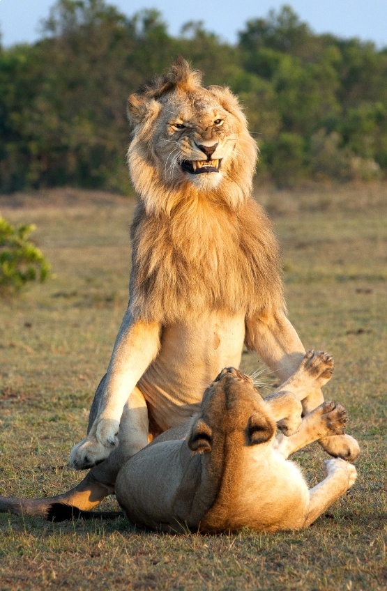 Смотрите, как сильно доволен собой лев, который только что овладел львицей