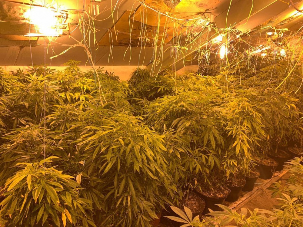 Выращивание конопли на плантации испания легализация марихуаны