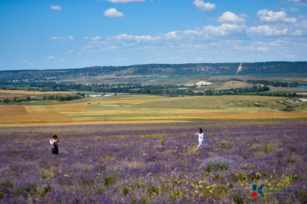 Здоровые селфи: В Крыму цветут лавандовые поля