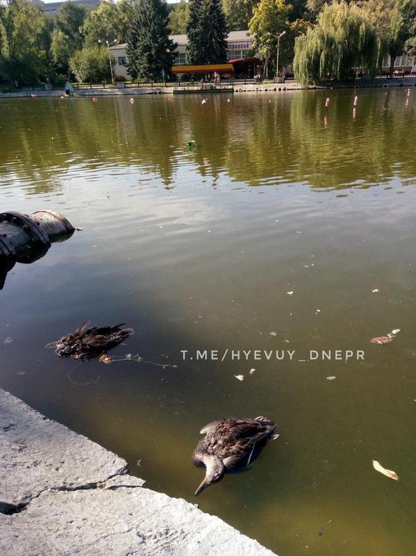 Множество мертвых уток в парке Глобы: кто «убивает» уток