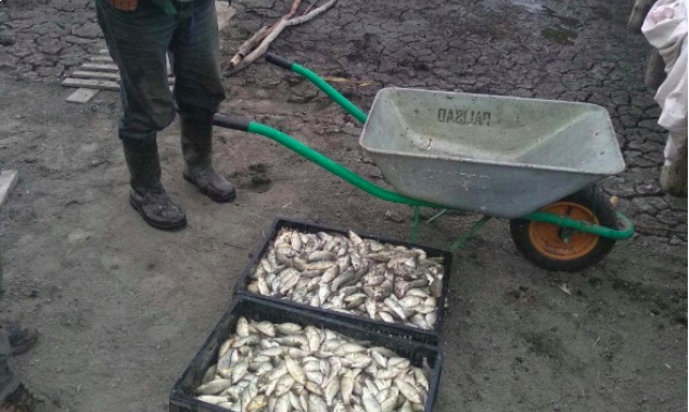 В Яготине на Киевщине браконьер выловил в местном пруду сетями более тысячи карасей (фото, видео)