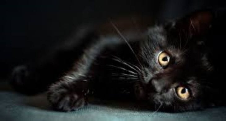 Исчадия ада или те, кто приносит удачу: черные коты в доме