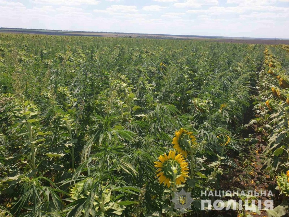 На Николаевщине накрыли плантацию конопли на 29 млн. грн (ФОТО, ВИДЕО)