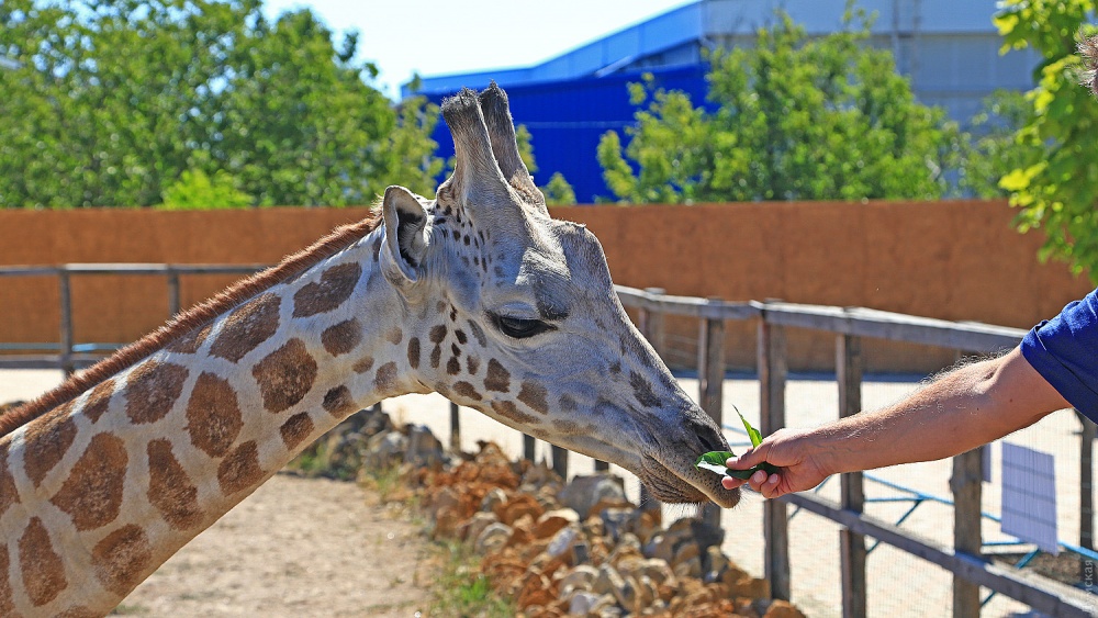 В одесском Биопарке родился жирафенок Дема: малыш и его мама чувствуют себя хорошо