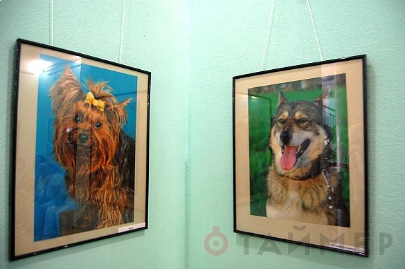 Одесский фотограф уверен: «Собака - друг человека»