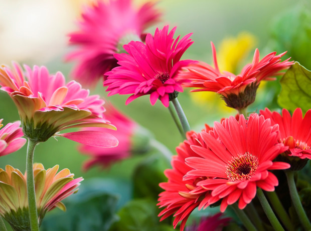Язык цветов: значение цветка, особенности цвета, использование флориографии