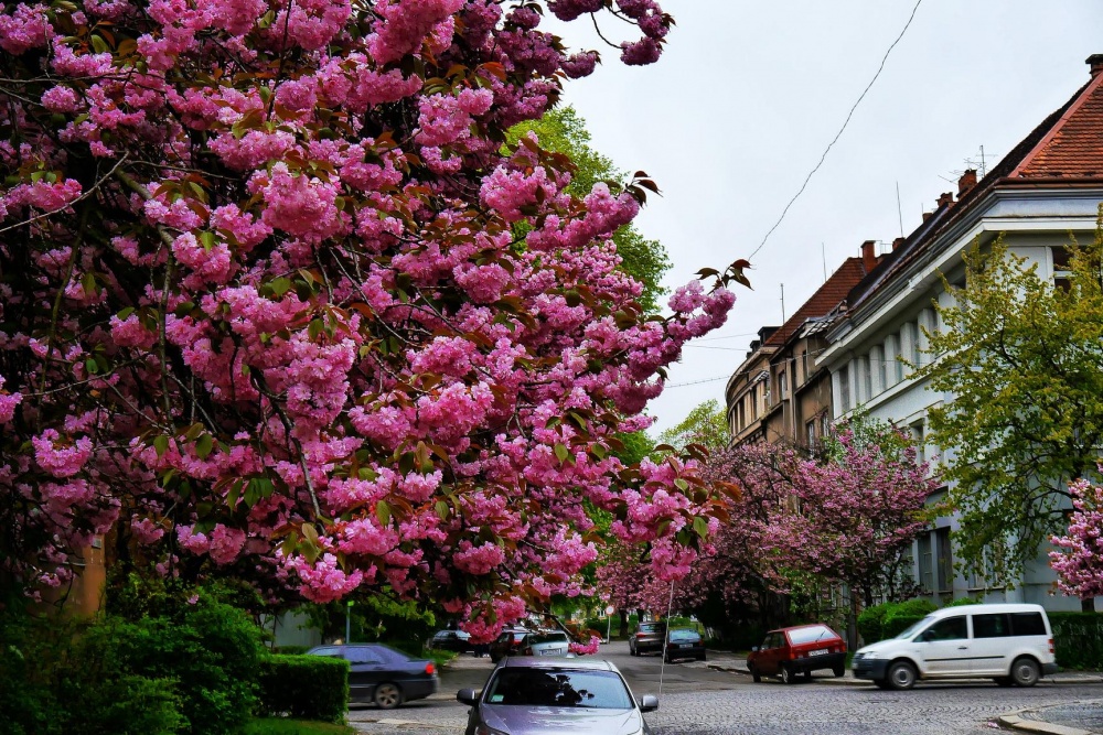 Самые яркие локации для "цветочных" туров в апреле