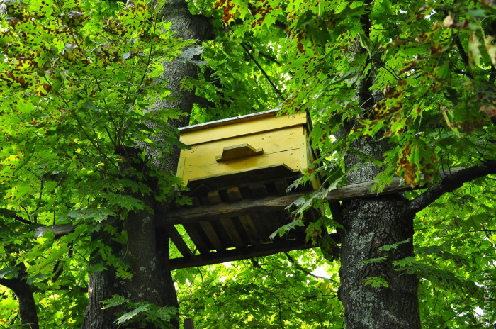 Дикий мед, заколдованное село и бирюзовая лагуна - живые картинки из жизни Украинского Полесья