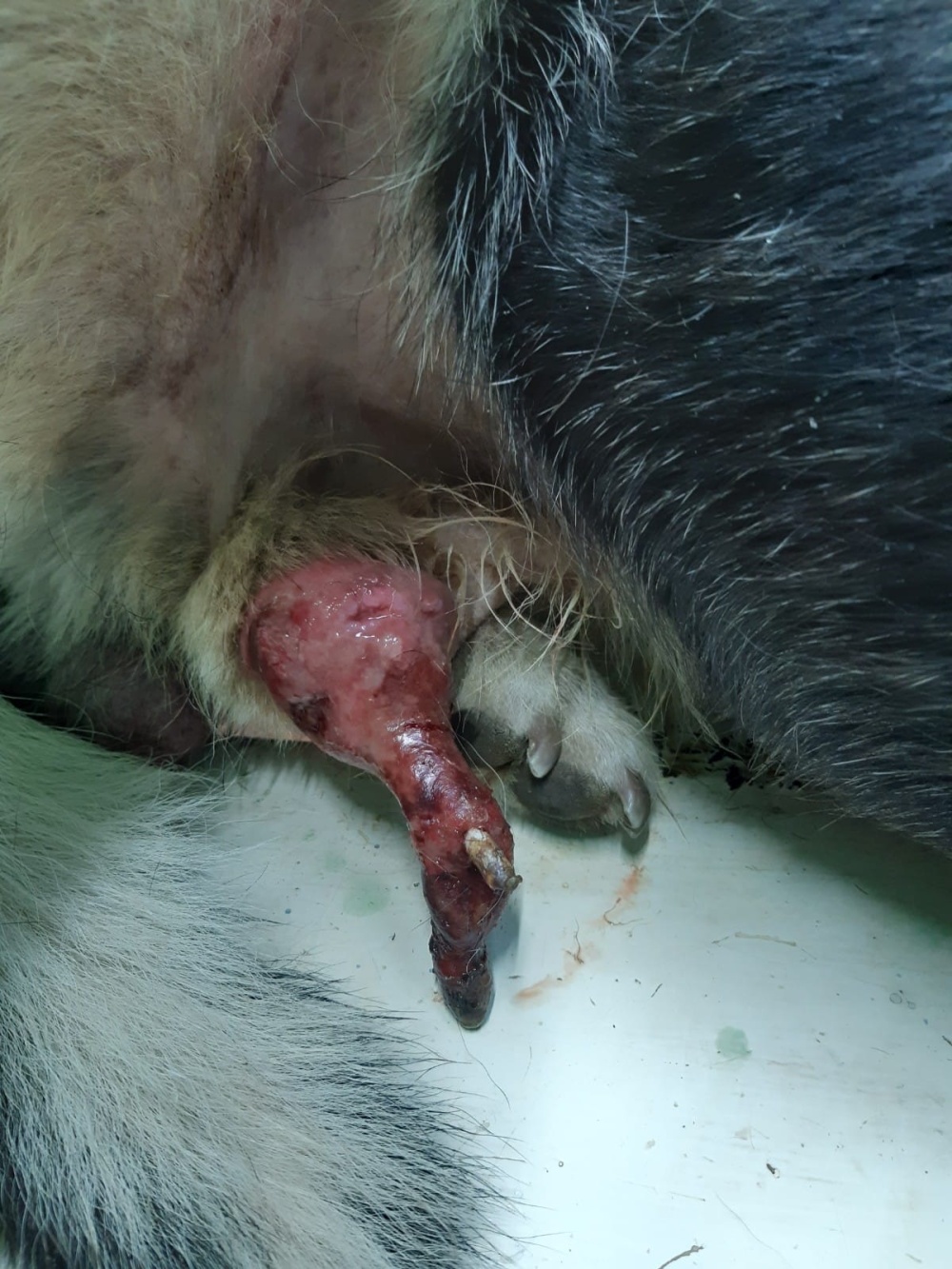 В Никополе бездомной собаке спасают орган