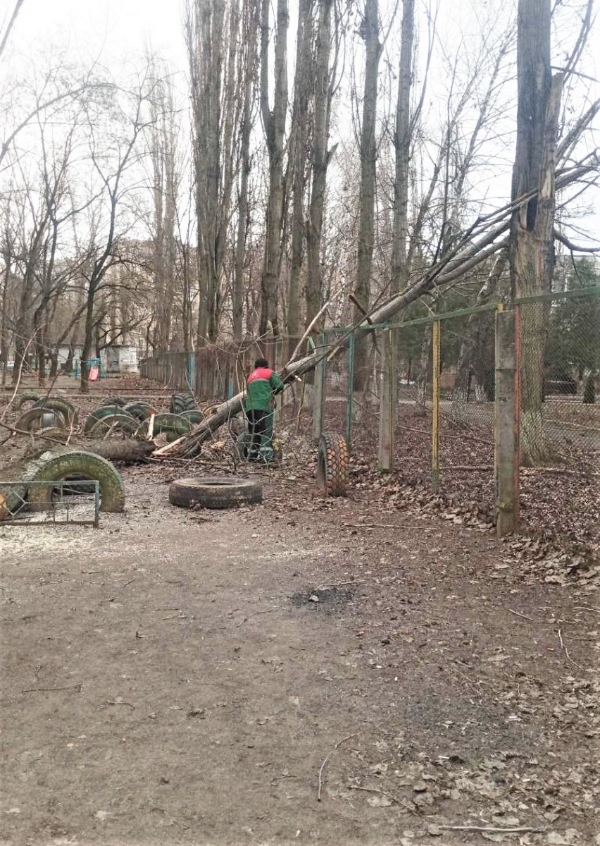 В Одессе из-за непогоды повалены 19 деревьев. Фото