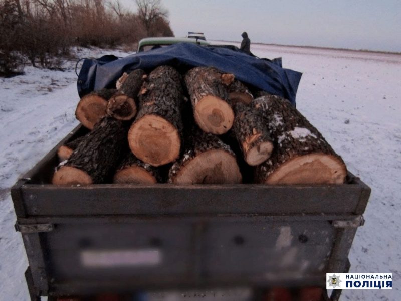 В Запорожской области незаконно спилили клены - фото