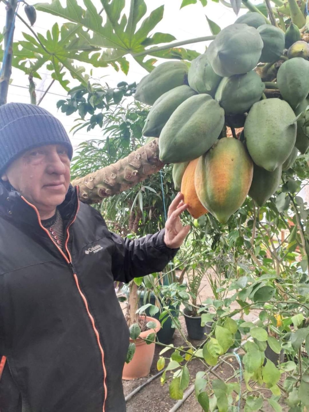 Фейхоа, гуава, папая: как в Днепропетровской области мужчина выращивает экзотические фрукты