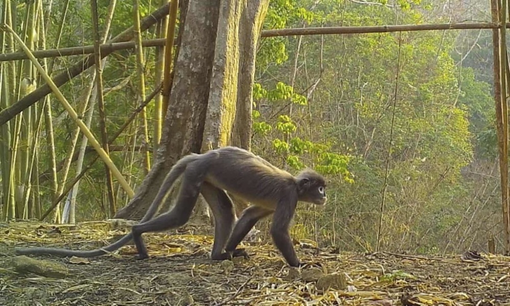 Призрачная обезьяна и суккулентный бамбук. Ученые открыли в Азии 224 новых вида животных и растений (ФОТО)