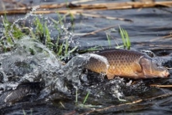 С 1 апреля на водоемах Днепропетровской области запретили ловить рыбу (ПРИКАЗ)