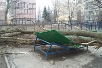 На Соколе огромное дерево рухнуло прямо возле детской площадки (ФОТО)